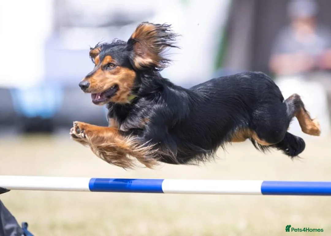 Cocker Spaniel dogs for stud: Health Tested Working Cocker Spaniel for Stud in Braintree - Advert 7