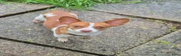 Mixed Breed dogs for stud: Jackuaua x chiweenie Stud - Advert 3