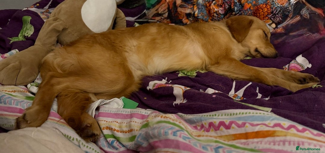 Golden Retriever dogs for sale: Loving Golden Retriever - Advert 4