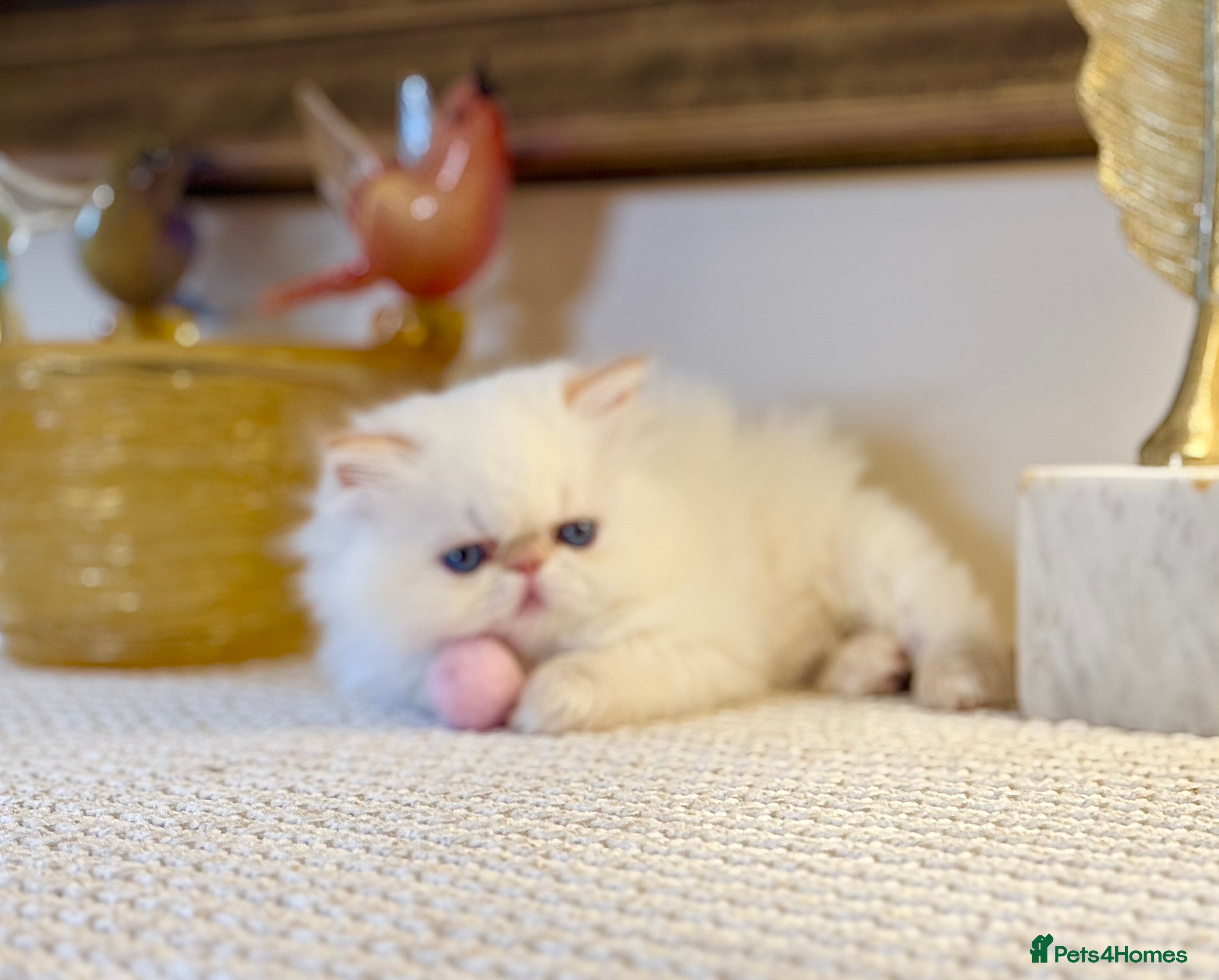 Persian cats Stunning TICA Blue Eye Persian Babies  - Advert 2