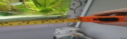Other/Mixed Breed fish for sale: Full fishtank set up in Doncaster - Advert 10