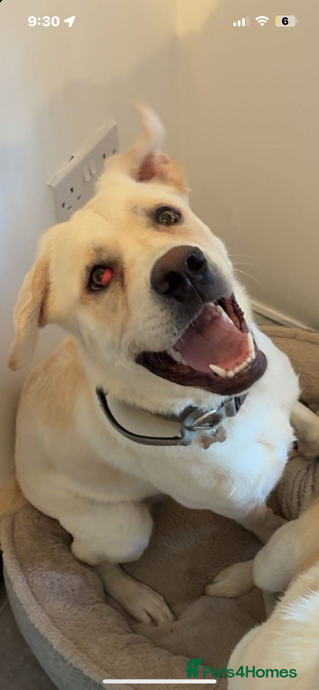 Mixed Breed dogs for sale: Marley for sale - Advert 8