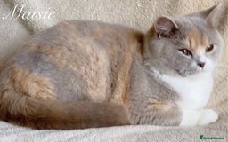 British Longhair cats for sale: Stunning Lilac British Longhair Boy TICA Reg - Image 6