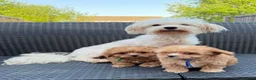 Maltipoo dogs for sale: Luxury Toy Maltipoo Boys - Advert 4