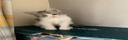 Mixed Breed cats for sale: 5 beautiful kittens - Advert 4