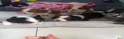 Cavalier King Charles Spaniel dogs for sale: 🐶Kc cavalier dna clear puppies 🐶4 boys left - Advert 15