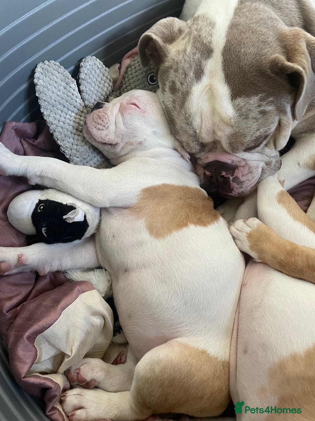 Mixed Breed dogs for sale: Mini bull dog pups  - Image 4