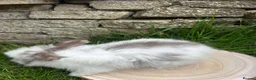 Angora rabbits for sale: Full Face English Angoras - Advert 26