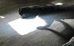 Staffordshire Bull Terrier dogs for sale: Blue staffy - Image 7
