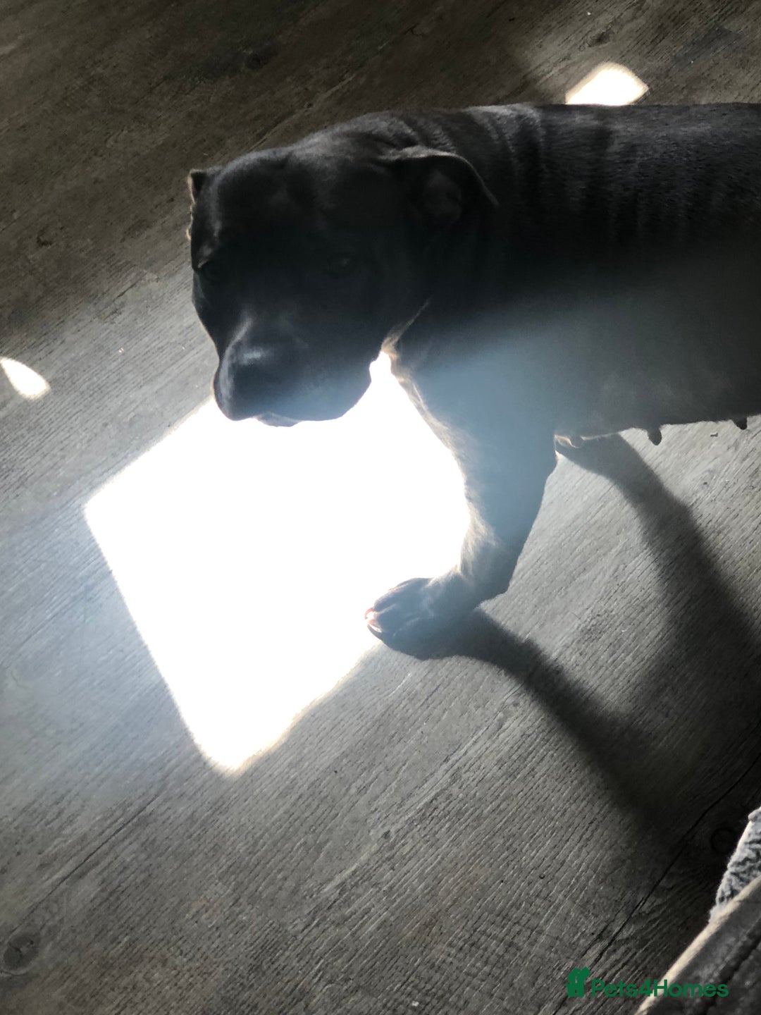 Staffordshire Bull Terrier dogs for sale: Blue staffy - Image 7