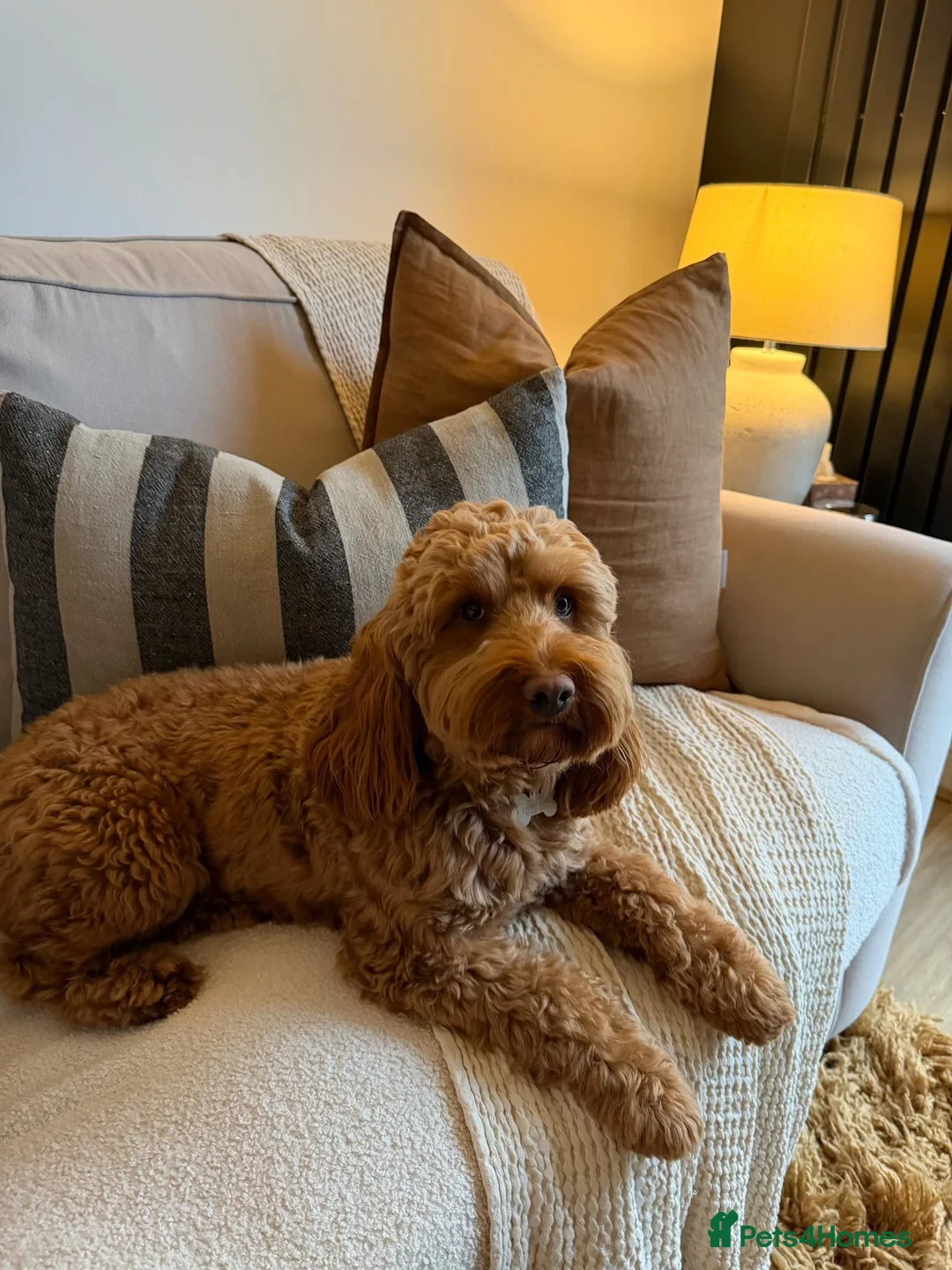 Cockapoo dogs for stud: Gorgeous RED Cockapoo - FOR STUD - Advert 2