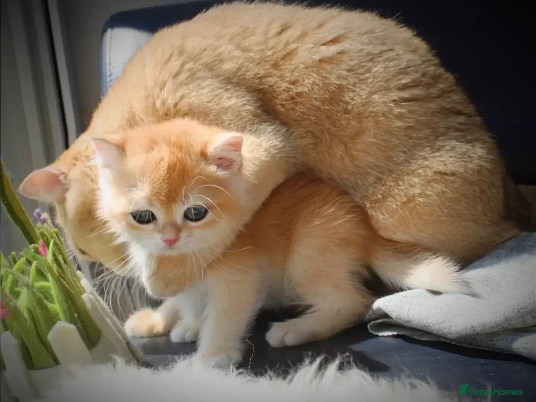 British Shorthair cats for sale: Beautiful golden shaded British shorthairs kittens - Advert 8