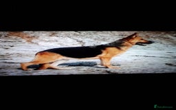 German Shepherd dogs for sale: German shepherd pupies - Image 6