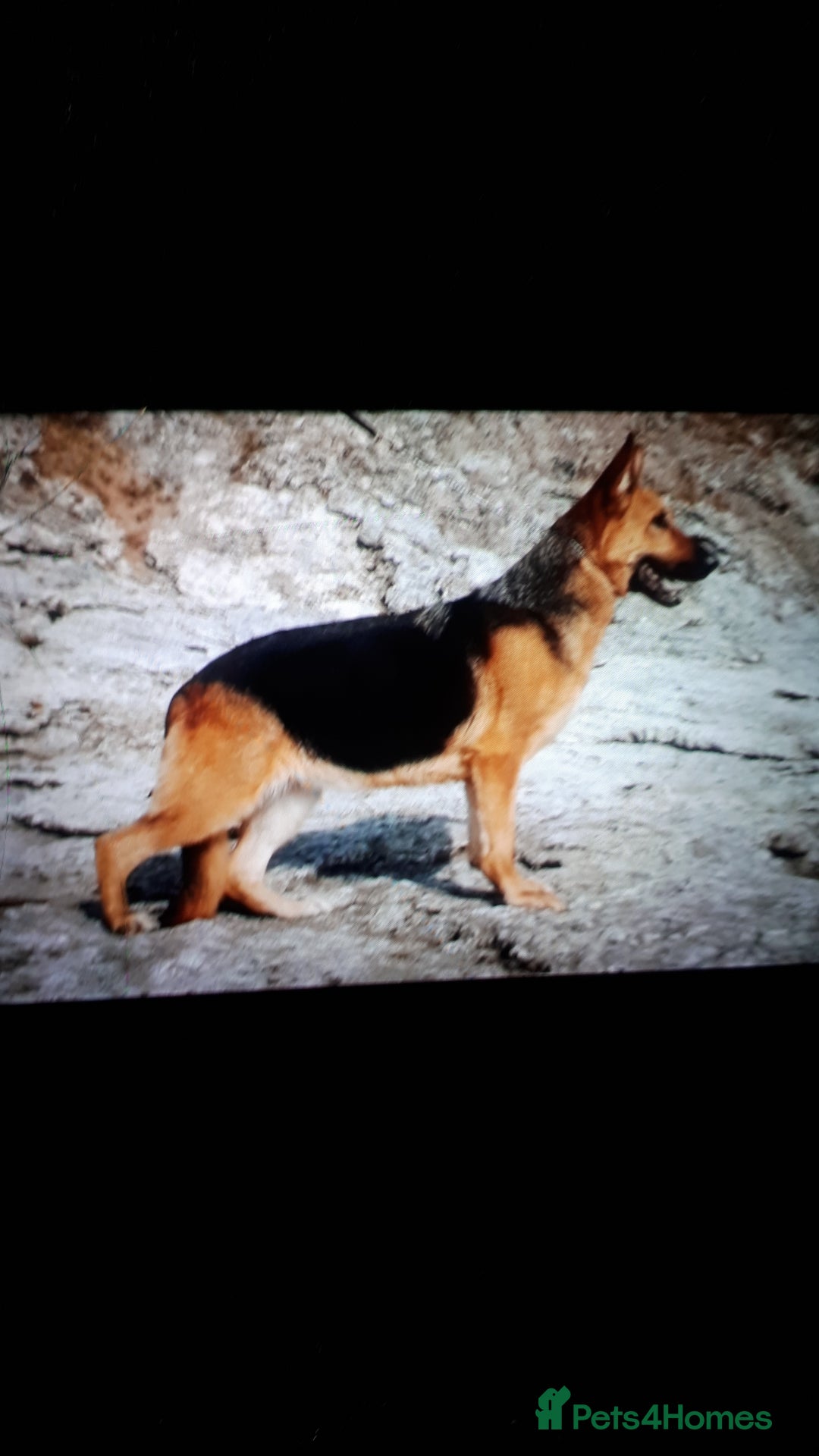 German Shepherd dogs for sale: German shepherd pupies - Image 6