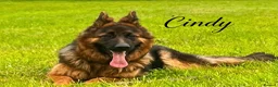 German Shepherd dogs for sale: Stunning GSD puppies for sale  - Advert 5
