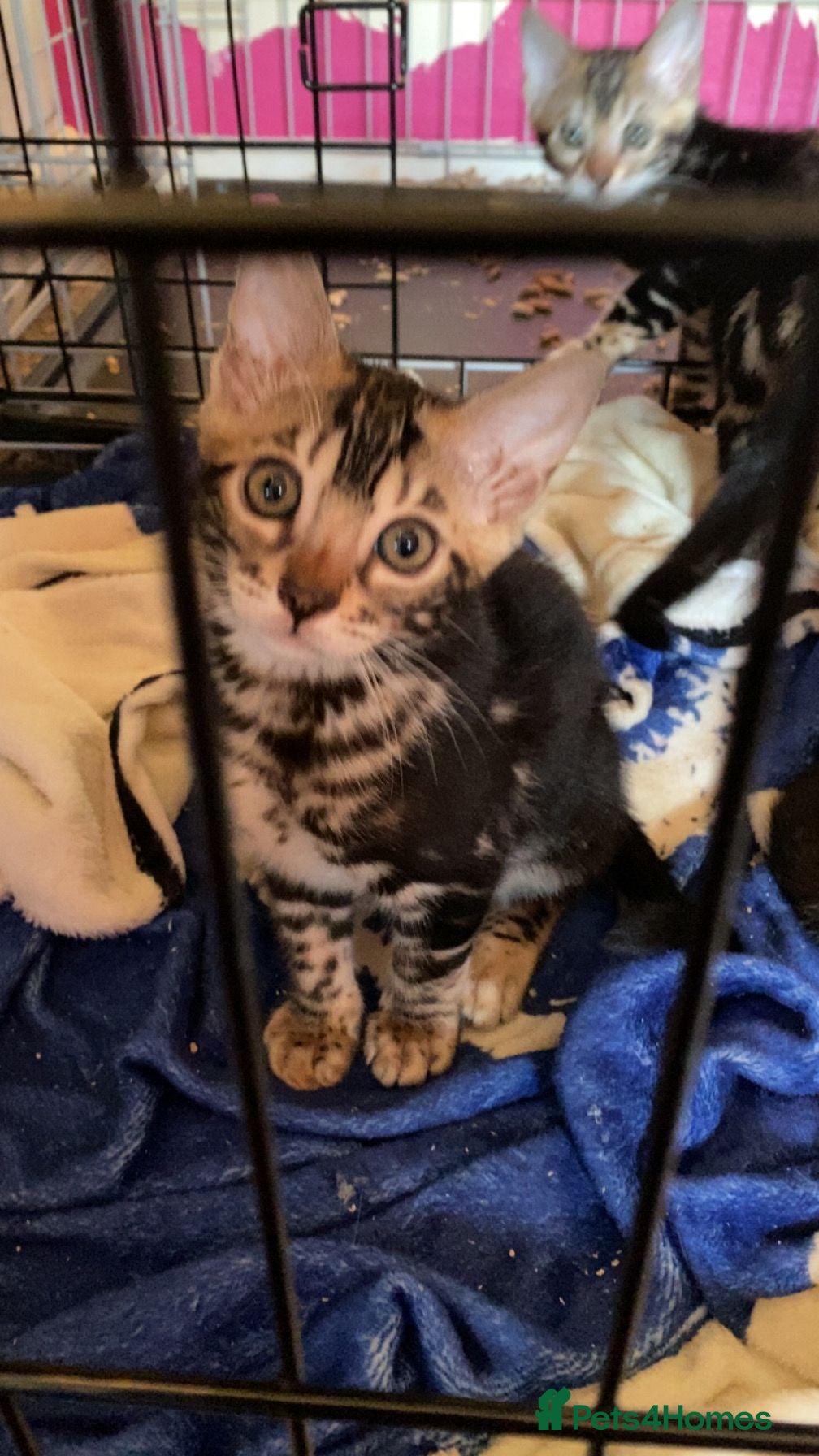 Bengal cats Gorgeous Bengal Kittens - Ready Now - Advert 4