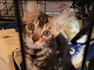 Bengal cats Gorgeous Bengal Kittens - Ready Now - Advert 4