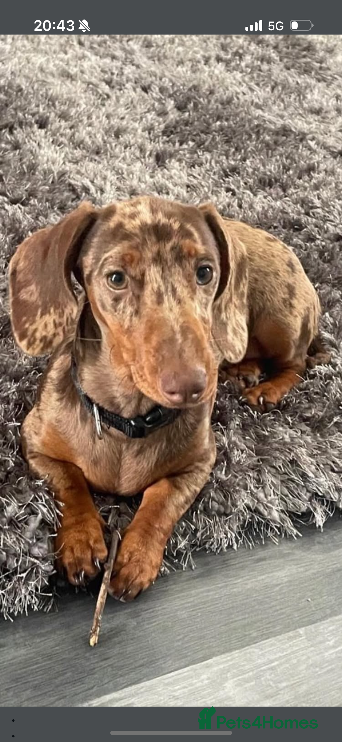 Dachshund dogs 6 mini dachshunds looking for there forever home  - Advert 2