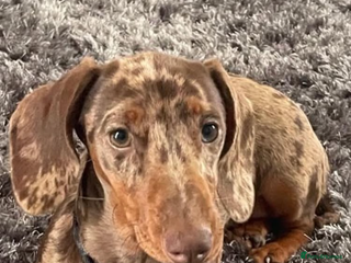 Dachshund dogs 6 mini dachshunds looking for there forever home - Advert 1