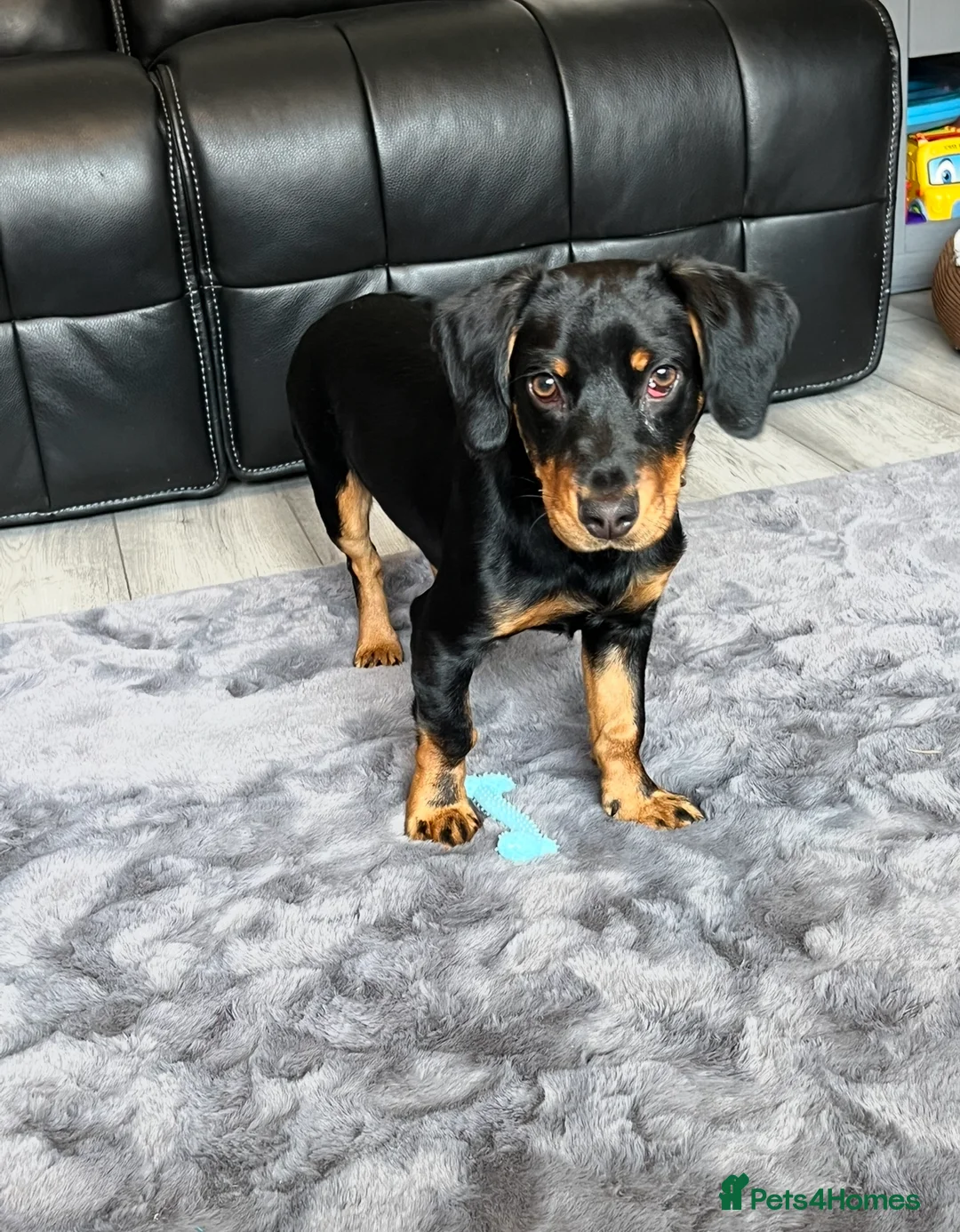 Mixed Breed dogs for sale: Beautiful dog  - Advert 1