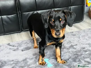 Mixed Breed dogs Beautiful dog - Advert 1