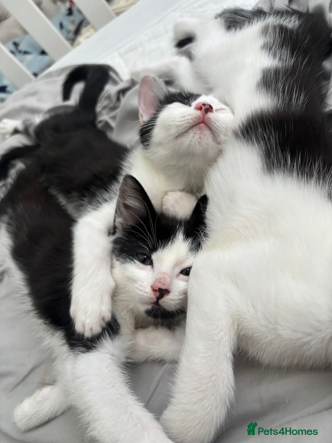 Mixed Breed cats for sale: Beautiful female kittens - Advert 1