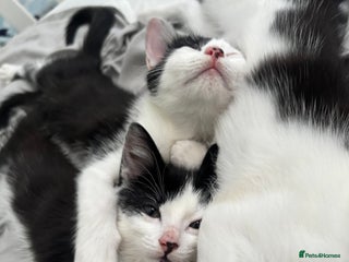 Mixed Breed cats Beautiful female kittens - Advert 1