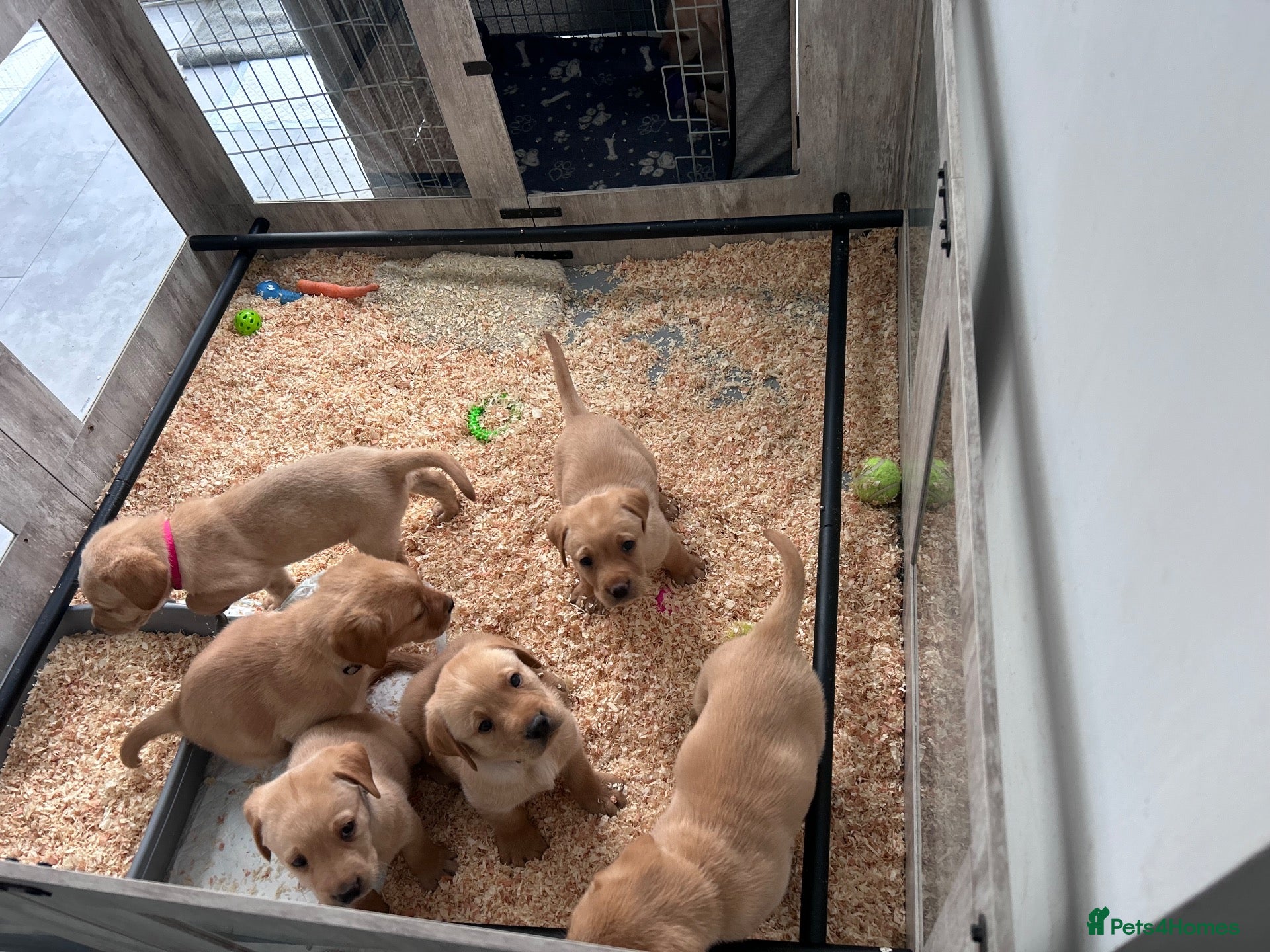 Labrador Retriever dogs Beautiful Labrador Puppies - Advert 10