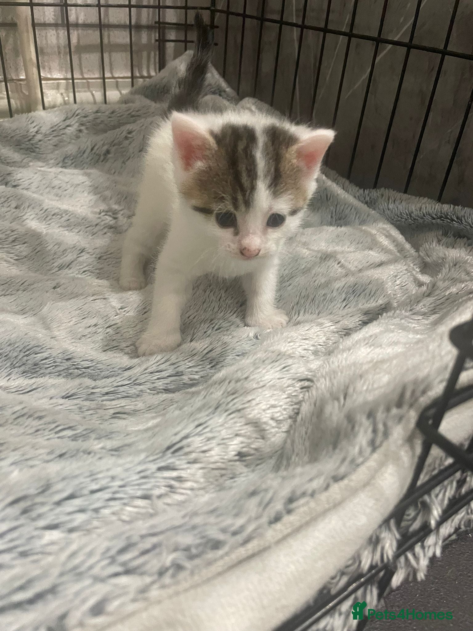 Mixed Breed cats for sale: Kittens - rescue - Advert 2