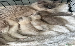 Ragdoll cats for sale: Male blue bicolour ragdoll kitten  - Image 5
