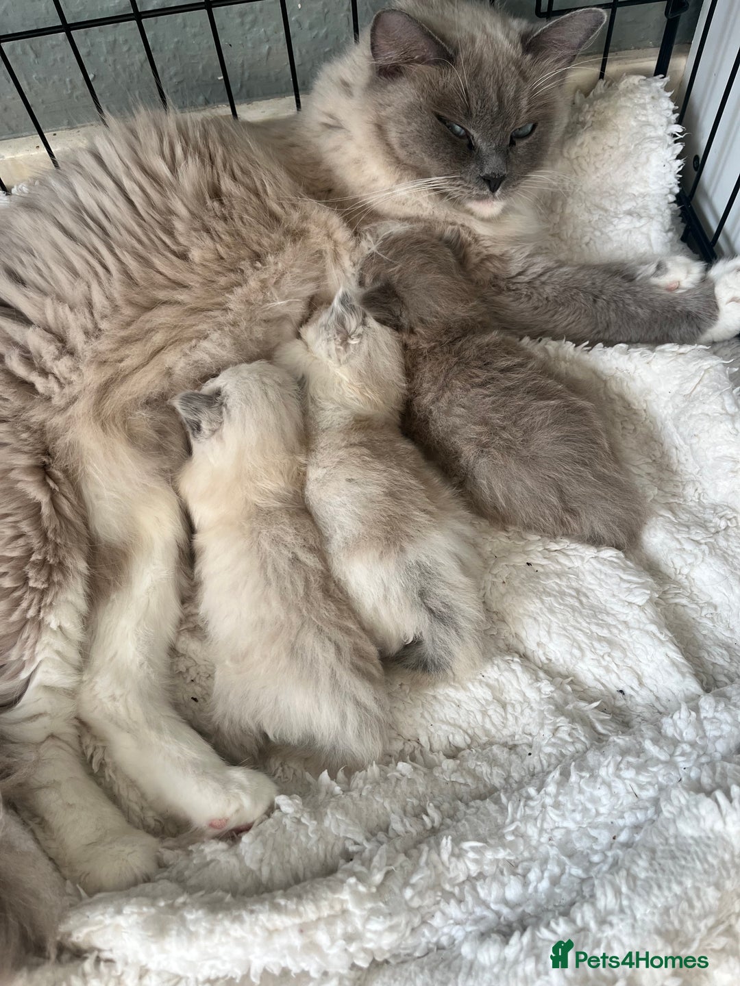 Ragdoll cats for sale: Male blue bicolour ragdoll kitten  - Image 5