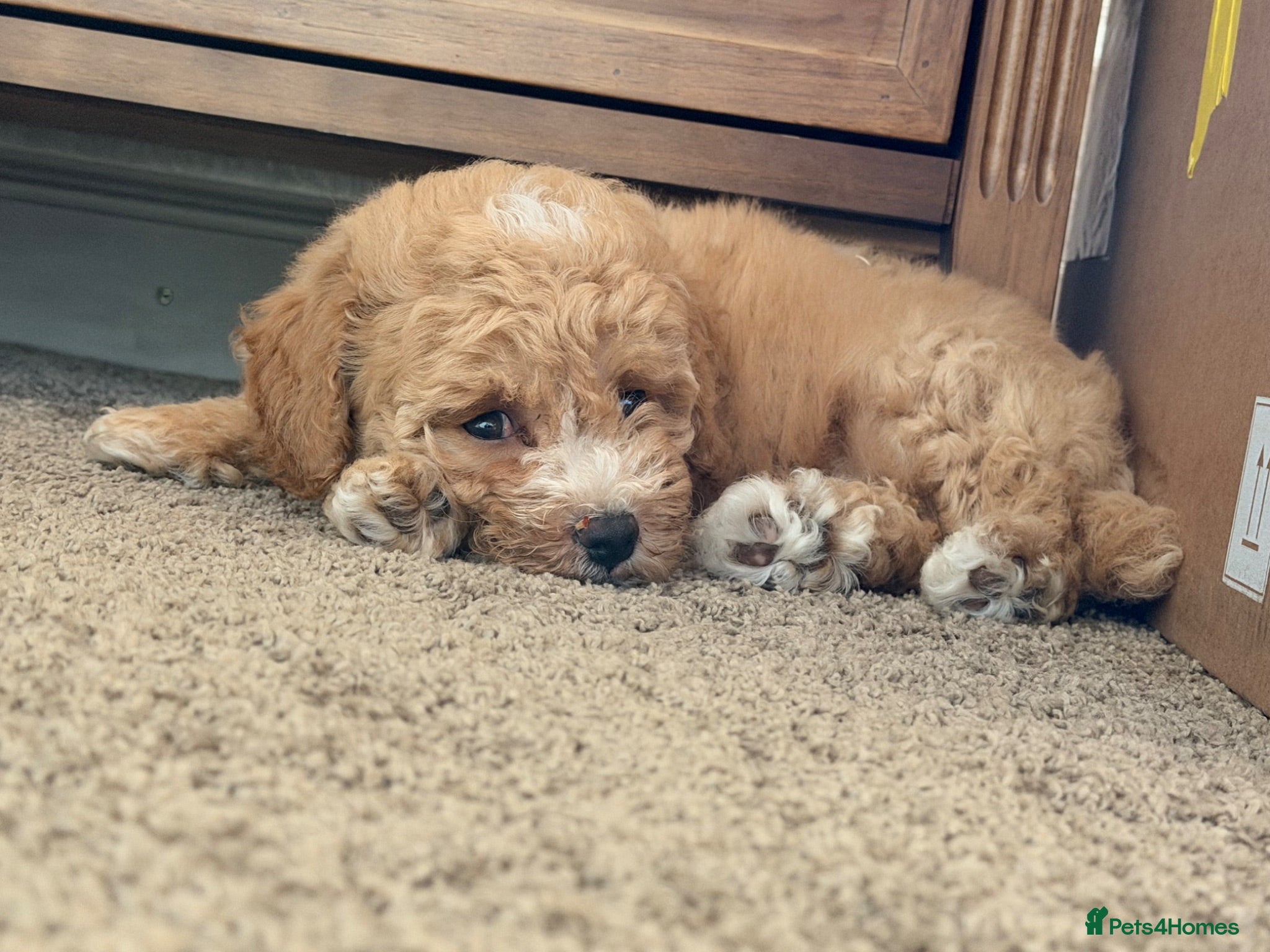 Poochon dogs 🐾 Stunning Poochon girls - ready now 🐾 - Advert 2
