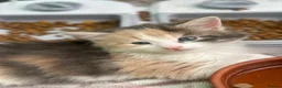 Domestic Shorthair cats for sale:     Beautiful kittens Looking for Loving Homes - Advert 4