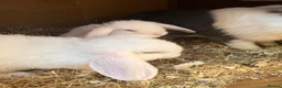 Mini Lop rabbits for sale: Mini lop bunnies.  - Advert 9