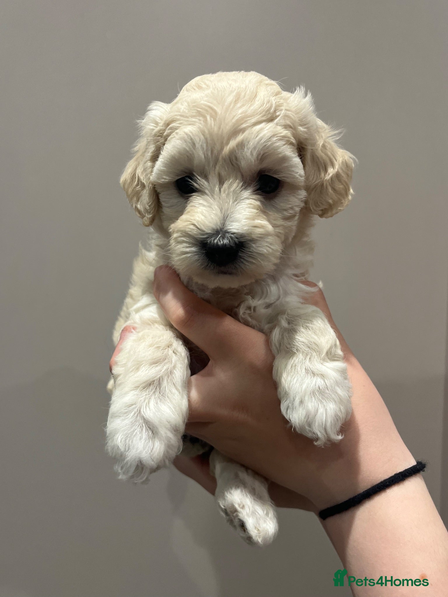 Mixed Breed dogs Cavapoochon puppies - Advert 1