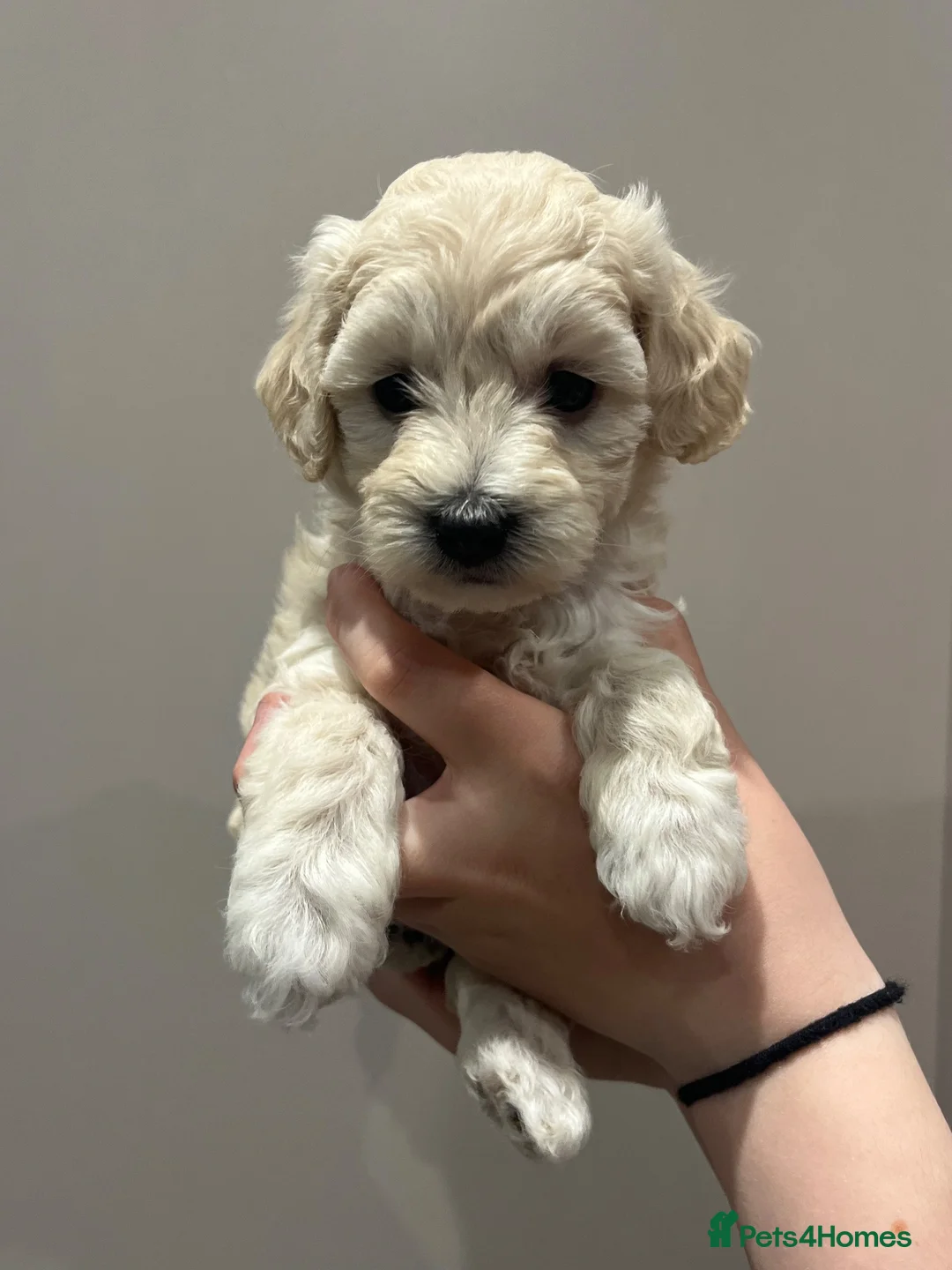 Mixed Breed dogs for sale: Cavapoochon puppies - Advert 1