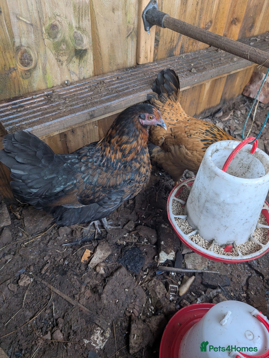 Mixed Breed poultry for sale: 2 Pol mixed breed bantams  - Advert 1
