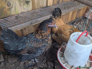 Mixed Breed poultry 2 Pol mixed breed bantams - Advert 4