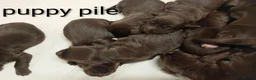 Sprocker dogs for sale: F1 sprocker puppies - Advert 25