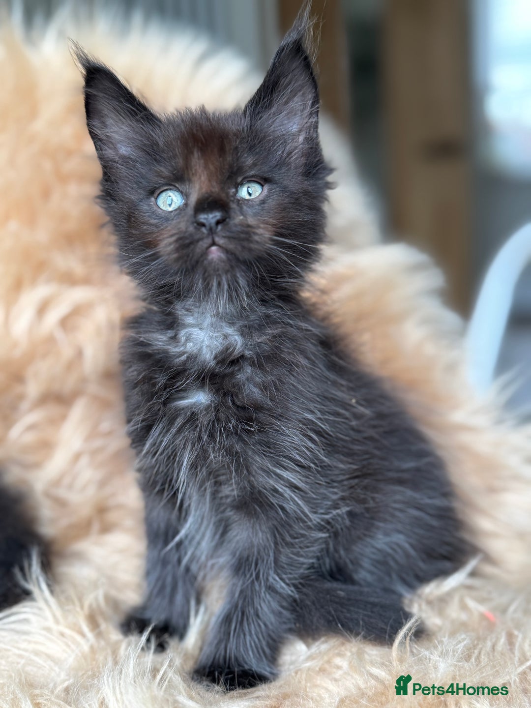Maine Coon cats for sale: Stunning Mainecoon kittens ready now!!!! - Image 5