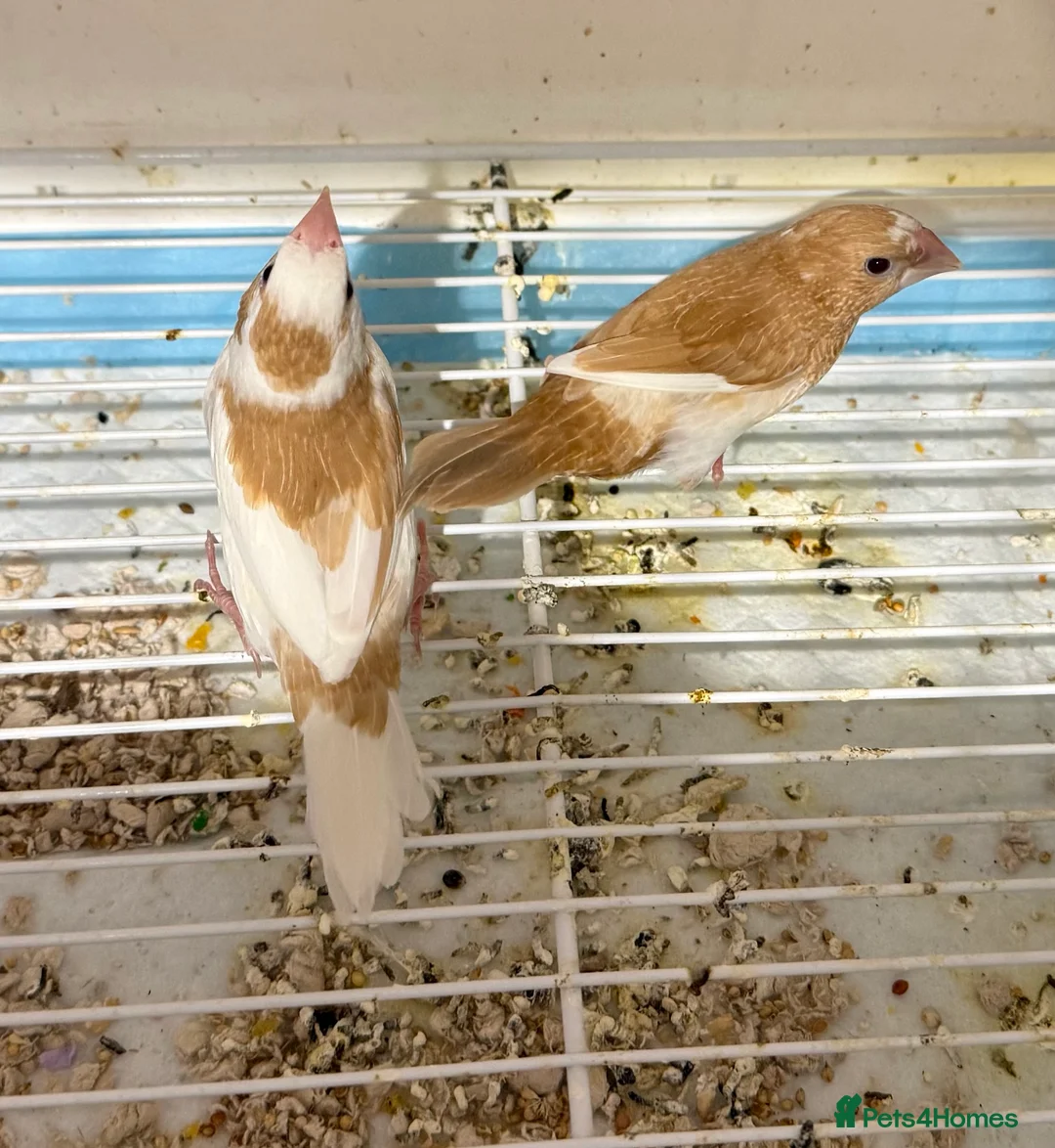 Finches birds for sale: Bonded Bangelese finches for sale   - Advert 2