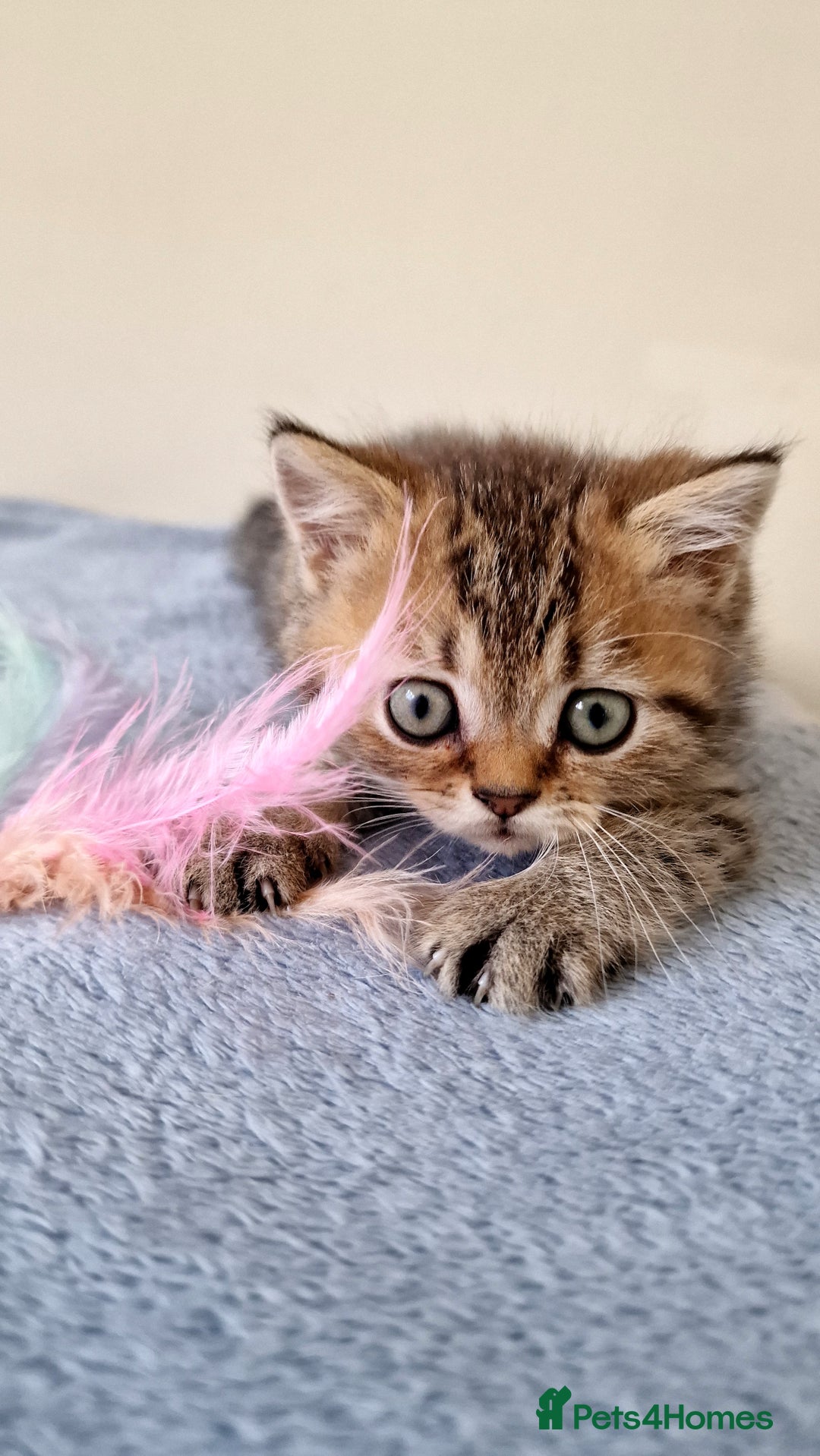 British Shorthair cats for sale: 3 beautiful british shorthair kittens 🥰 - Image 16