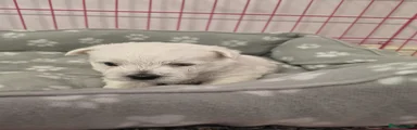 Puppy 2