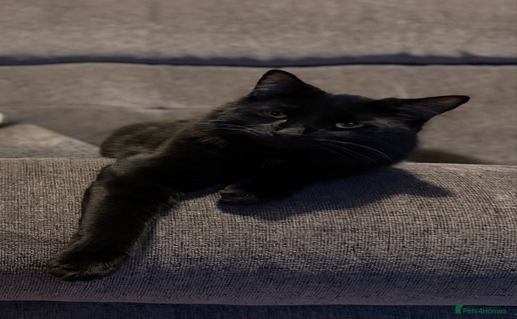British Longhair cats - Advert 2