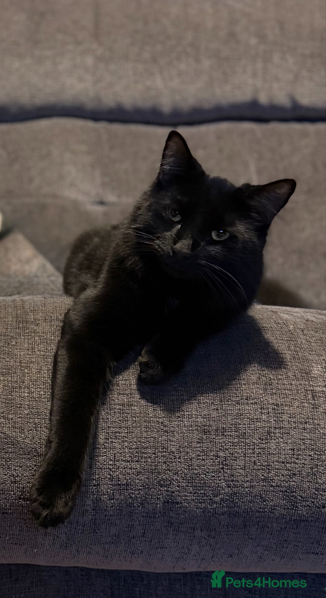 British Longhair cats for sale: Beautiful and affectionate neutered black cat - Image 1