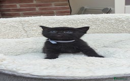 European cats for sale: 5 European shorthair kittens  - Image 10