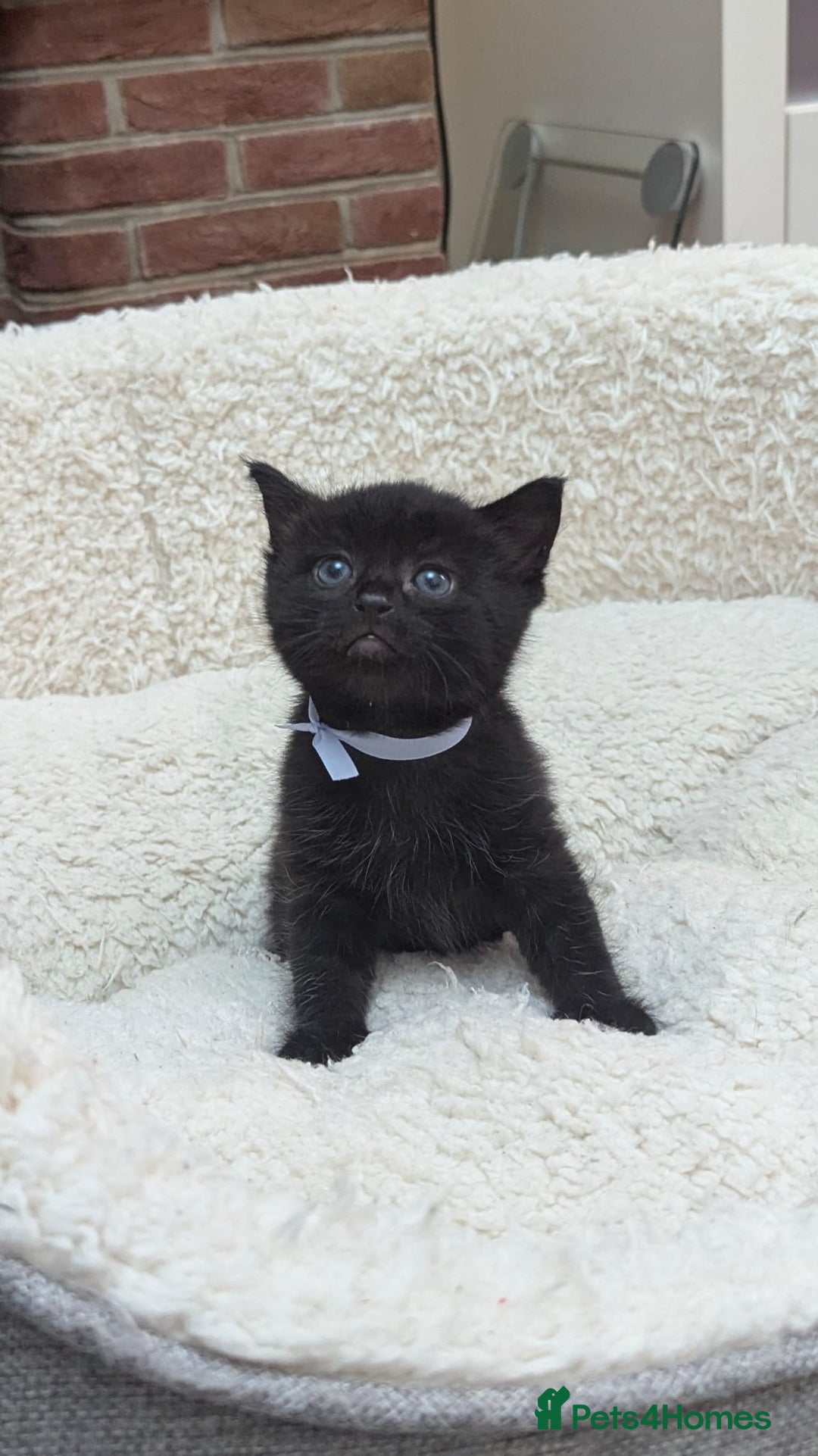 European cats for sale: 5 European shorthair kittens  - Image 10