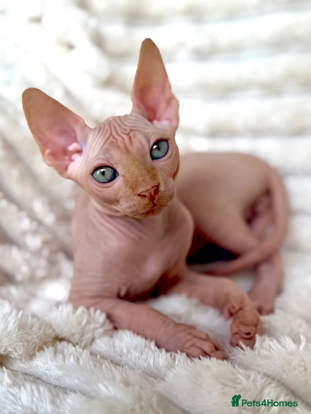 Sphynx cats for sale: Canadian Sphynx Kittens  - Advert 1