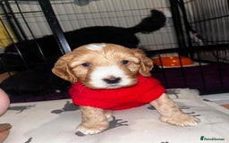 Cockapoo dogs for stud: Red f1b cockapoo in Swindon - Image 17