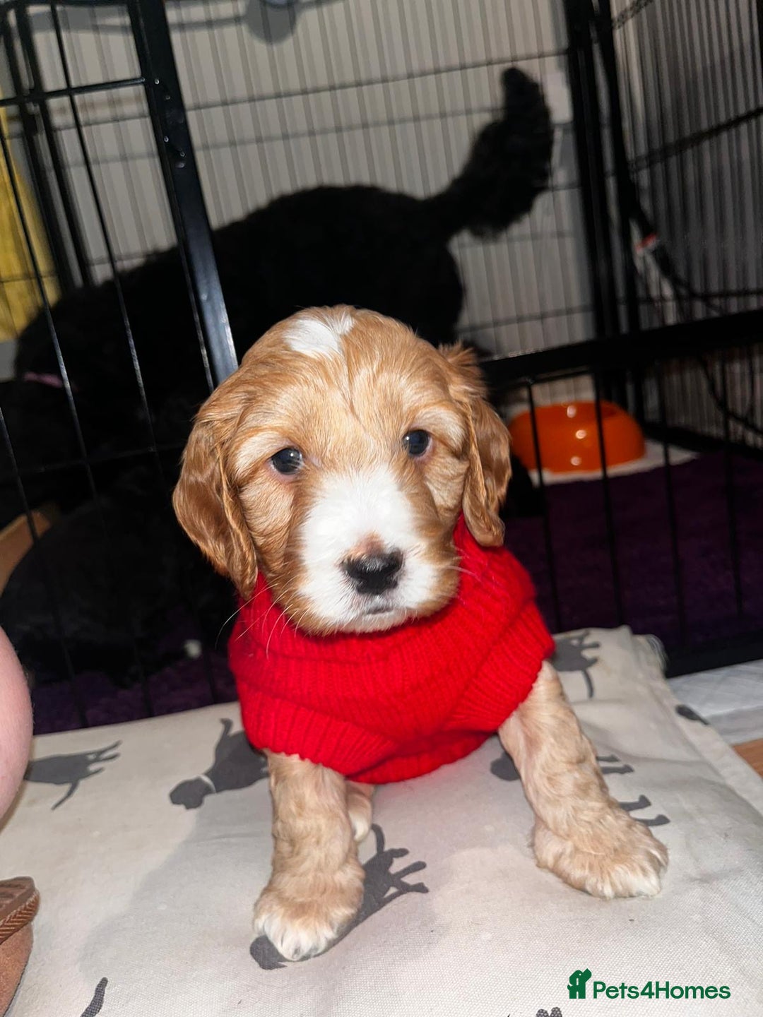 Cockapoo dogs for stud: Red f1b cockapoo in Swindon - Image 17